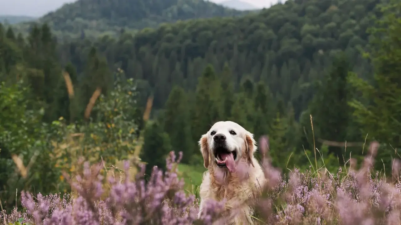 Złoty retriever w fioletowym wrzosowisku, zadowolony z wycieczki. Czy na Śnieżkę można z psem? Tak, jeśli jest tak szczęśliwy!