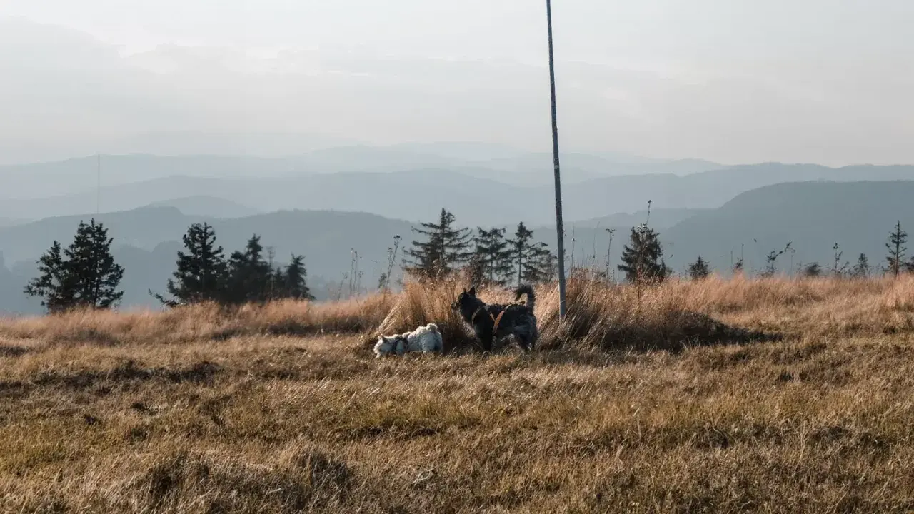 Dwa psy, jeden jasny, drugi ciemny, odpoczywają na szczycie Turbacza. W tle łagodne, zamglone pasma górskie.