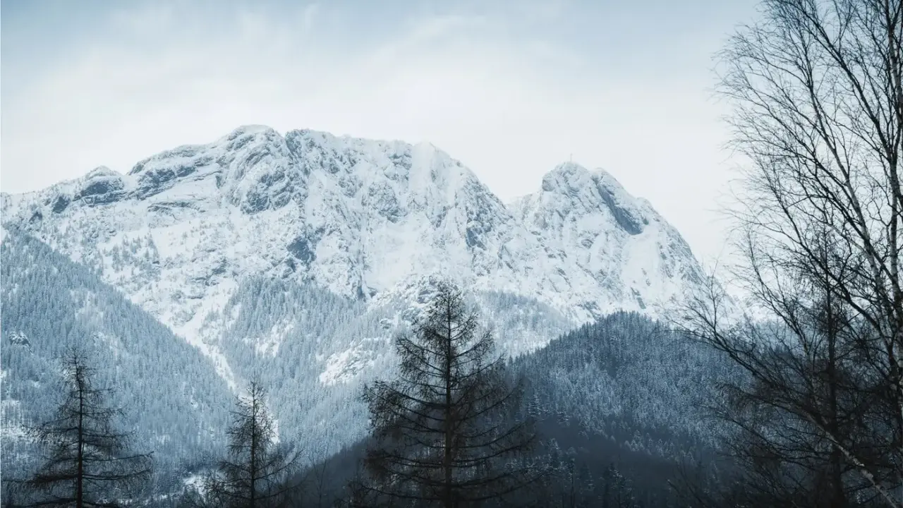 Zimowe Tatry dla początkujących: ośnieżone szczyty, gęste lasy i samotne drzewa tworzą malowniczy krajobraz.