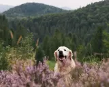 Złoty retriever w fioletowym wrzosowisku, zadowolony z wycieczki. Czy na Śnieżkę można z psem? Tak, jeśli jest tak szczęśliwy!