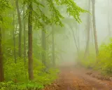 Mglisty, zielony las, gdzie wielka kopa szlak wije się między drzewami.