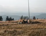 Dwa psy, jeden jasny, drugi ciemny, odpoczywają na szczycie Turbacza. W tle łagodne, zamglone pasma górskie.