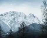 Zimowe Tatry dla początkujących: ośnieżone szczyty, gęste lasy i samotne drzewa tworzą malowniczy krajobraz.