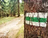 Zielony szlak na drzewie zapowiada trudność szlaków górskich. Leśna ścieżka wzywa do wędrówki.